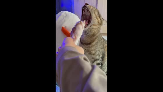 Cat startled when owner playfully puts dog’s paw during yawn in Kuala Lumpur, Malaysia