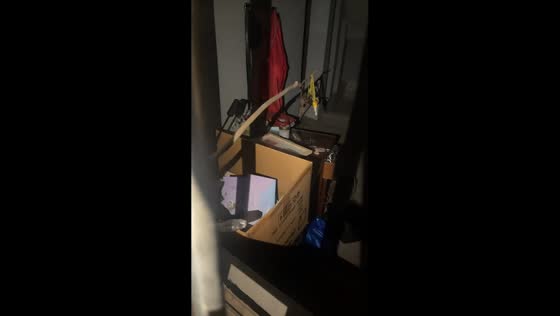 Dog watches amusing key retrieval attempt through window in Zhejiang, China
