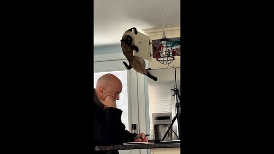 Clever cat's cupboard conundrum: Ragnar's door dilemma