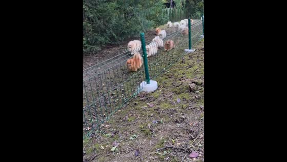 Pomeranian dogs play and run outdoors in Bocksdorf, Austria