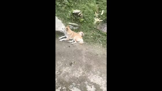 Playful kitten tumbles off dog’s head while trying to get its attention in Guizhou, China