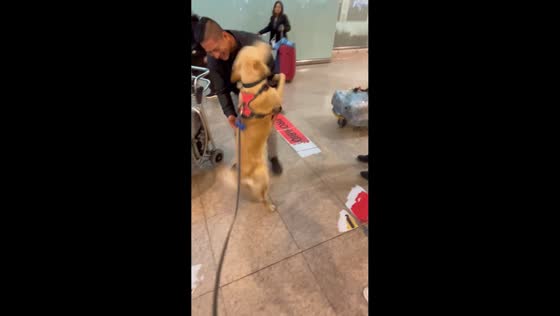 Dog excitedly reunites with owner at airport in Barcelona, Spain