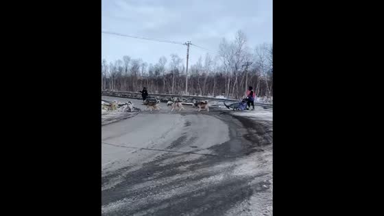 Police in Kamchatka guide sled dogs back on track