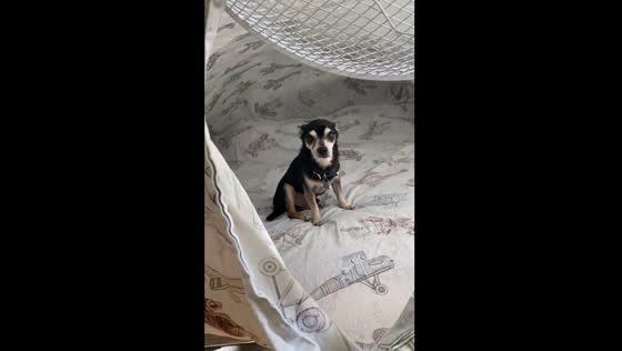 15-year-old dog Archie enjoys breeze in cloth sack in Kyiv