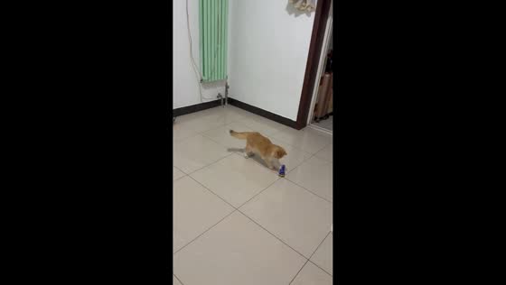 Cat puts on a playful performance with a new toy in Beijing, China