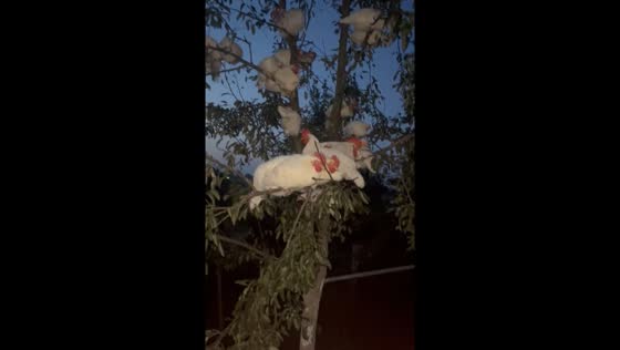 Chickens sleeping on a tree at night in Rivne, Ukraine