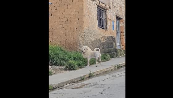 Dog in Perú looks like a lion