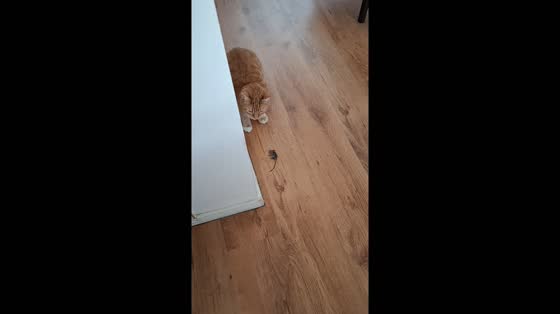 Cat caught first mouse at 10 years old in Tilburg, Netherlands