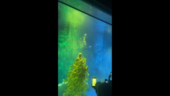 Stunning mermaid show captivates audience in Heilongjiang, China