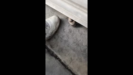 Persistent paws: dog vs. drop-down door battle!