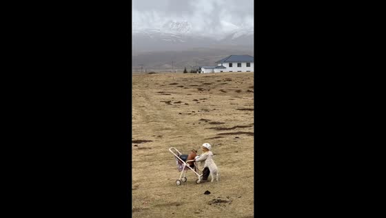 Lamb follows little boy down hillside in Qinghai, China