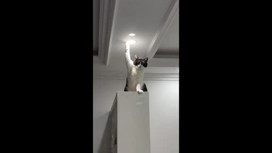 Cat curiously touches ceiling light in Sichuan, China