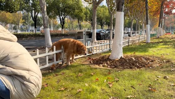 Overweight dog helped over park fence in Hubei, China