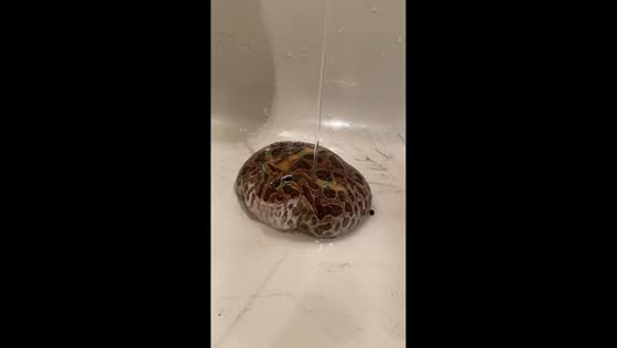 Frog enjoys relaxing soak under faucet in Tokyo, Japan