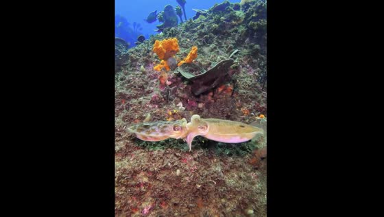 Mourning cuttlefish surprise mating display in Botany Bay: unusual summer encounter