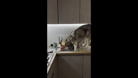 Surprise kitchen visitor: Archie the dog unexpected sink adventure