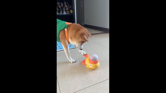 Clever dog uses food dispenser in Shandong, China