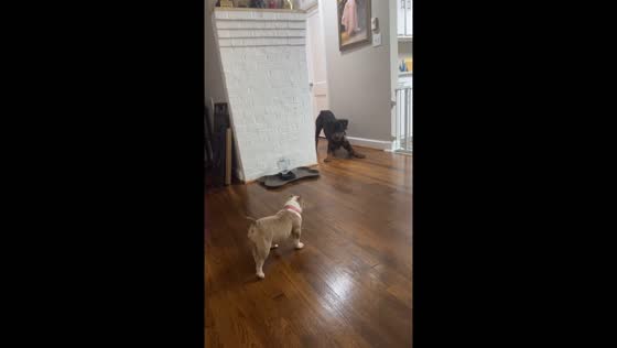 Two dogs playfully chase each other in Greensboro, North Carolina