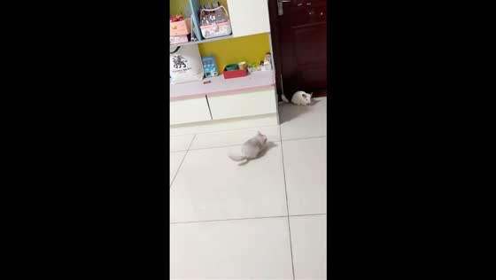 Playful chinchillas chase each other in Shandong, China