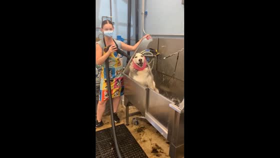 Dramatic Husky vocalizes during grooming session in Placencia, California, USA