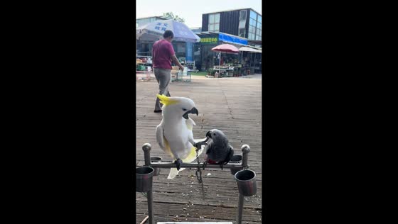 Parrots’ sweet moment with a twist in Jiangsu, China