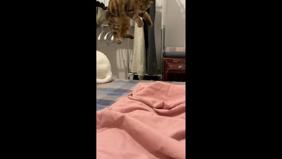 Cat startled by moving blanket and jumps off bed in Jiangxi, China