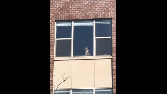 Adorable dog waits for owner: cute moment captured on video in Denver, USA
