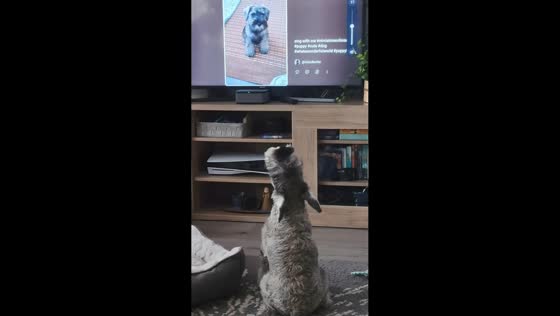 Miniature Schnauzer howls along to puppy video on TV in Kuopio, Finland