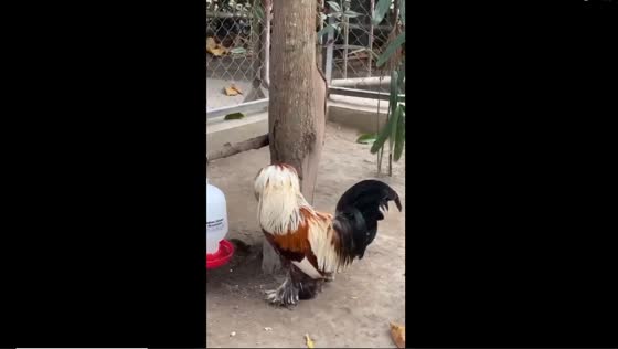 Feathered rooster: the Polish chicken with a hidden head in feathers at Gembira Loka Zoo