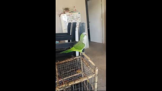 Dazzling Cumbia grooves: Totito the parrot's irresistible dance moves 