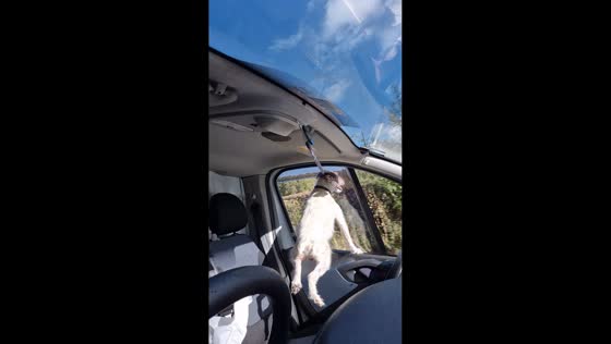 Dog enjoys car ride breeze in North Yorkshire, UK