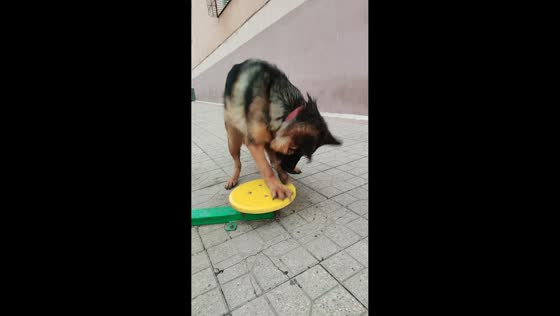 German Shepherd spins exercise equipment in Shanxi, China