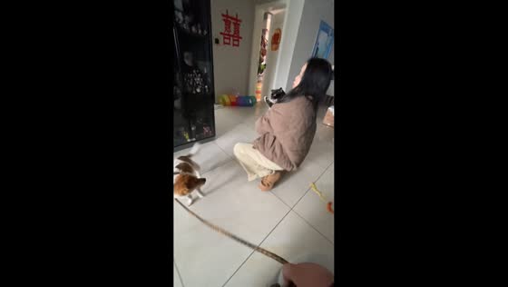 Cat slaps dog during introduction in Hebei, China