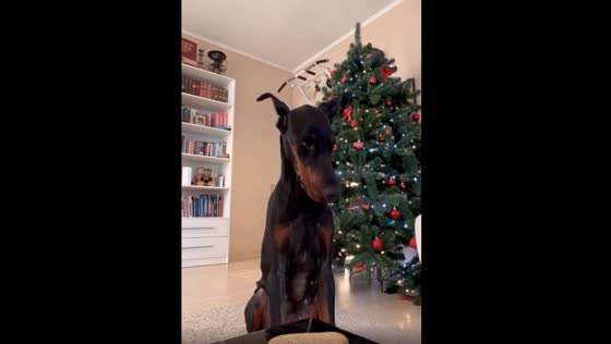 The owner teaches his Doberman to be patient before eating her cookies