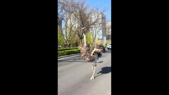 Ostrich runs along city street in Beijing, China