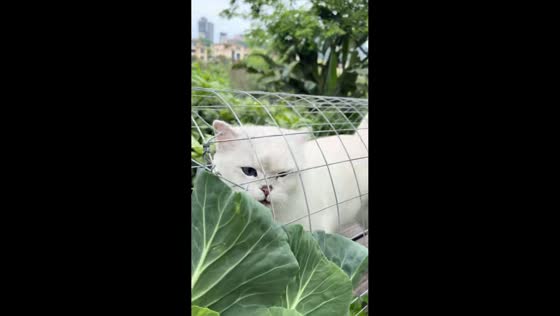 Two cats explore steel mesh tunnel in Chongqing, China