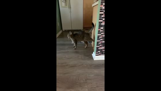 Cat cleaning paws after a walk in Fujian, China