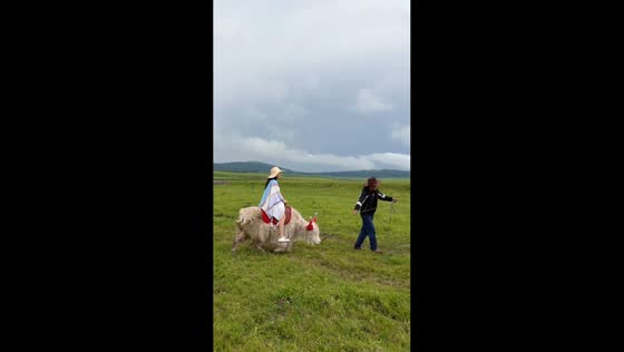 Woman falls off white yak in Henan, China