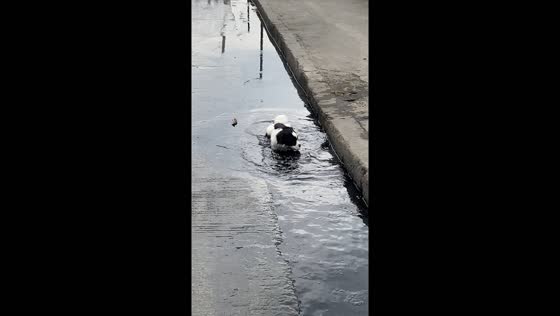 Kairo's wild splash: Manila dog takes a dive in open sewer adventure