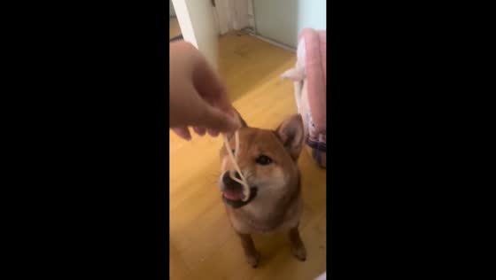 Dog struggles to eat pasta in Jiangsu, China