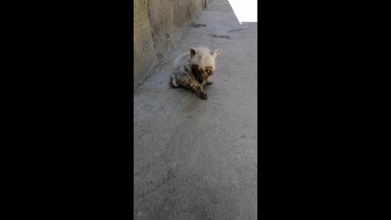 Orphaned hyena's fearful calls echo at Vakil Abad Zoo