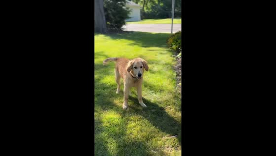Playful golden retriever rolls in wet grass while fetching ball in Franklin, USA