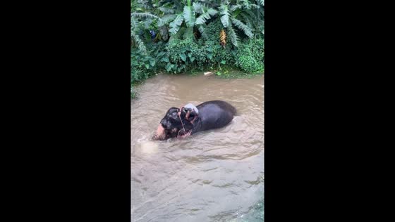 Elephant enjoys bath time in Tiruparapu, Tamil Nadu