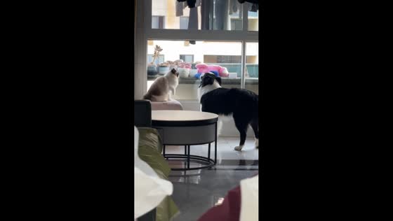 Cat stops dog from howling with paw tap in Jiangsu, China