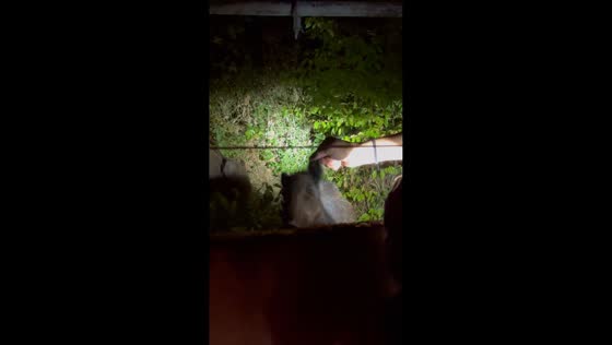 Man lifts wild boar over fence in Michalitsi, Greece