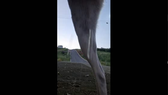 Dog urinates on phone left recording while owner rides bicycle in Minas Gerais, Brazil