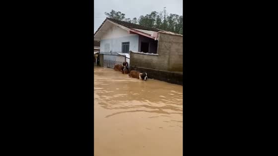 Dogs trapped in flood waters - call for help