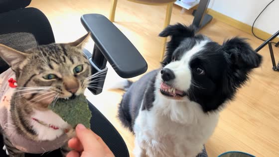 Border Collie waits as tabby cat gets treated in Anhui, China