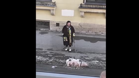 Spotted pig on a leash lying in the snow in the center of St. Petersburg, Russia