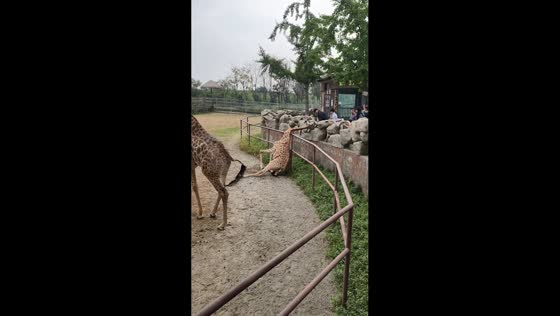 Giraffe rescued after getting head stuck in railing at zoo in Jiangsu, China